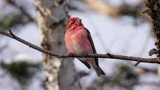 Purple Finch 15 January 2024 [upl. by Caleb455]