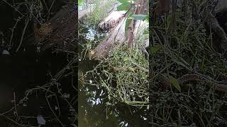 The keelback snake and the cascades frog both are waiting for hunted [upl. by Geiger883]