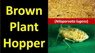 Brown plant hopper Nilaparvata lugens Rice Pest [upl. by Katharine660]