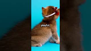 The Elegant Havana Brown Cat cat pawsandwhiskers dog [upl. by Elleniad423]