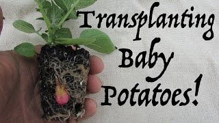 Transplanting Seedling Potato Plants TPS [upl. by Eart]