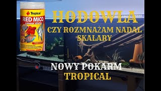 Czy rozmnażam nadal skalary amp Nowy pokarm Red Mico Colour Sticks XXS firmy Tropical [upl. by Daniele]