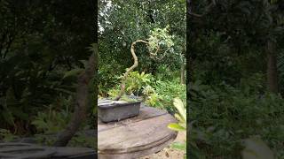 Shisham tree Bonsai bonsai viralvideo shortsvideo shorts bonsaitree garden literati [upl. by Etteyafal]