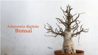 Adansonia digitata African baobab Bonsai  Bonsai ideas [upl. by Petrick]