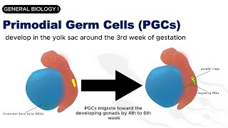 GENERAL BIOLOGY I  GAMETOGENESIS  SPERMATOGENESIS [upl. by Furnary]