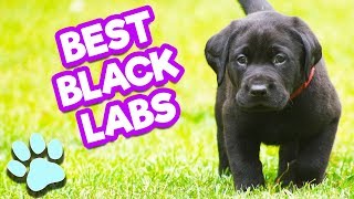 Best Beautiful Black Labs  Funny Dogs Compilation  thatpetlife [upl. by Aneloaup]