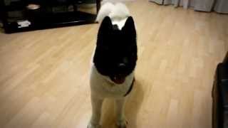 Talking Akita Dog  Kenji [upl. by Dilly828]