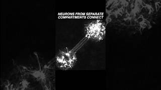 Neurons in two different compartments extend their neurites amp establish a connection neuroscience [upl. by Rodman]