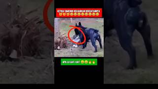 A battle of strength between cats and dogs was won by the cats😱 viralvideo trending funny short [upl. by Shannon]