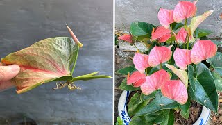 Anthurium petals will grow into seedlings when you do this [upl. by Aliac]