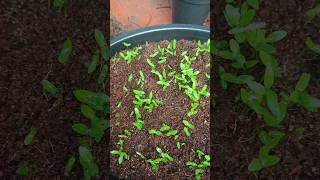 How to prevent and fix leggy seedlings [upl. by Halivah]