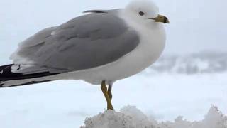 Ringbilled Gull Calling [upl. by Osei]