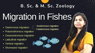 Migration in Fishes  Types of fish migration  II B Sc amp M Sc II Zoology [upl. by Lairbag]