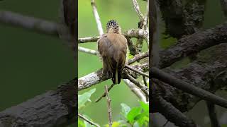 Picapauanãobarrado Picumnus cirratusbirds aves da mata atlântica aves de Lídice Shorts [upl. by Sauncho]