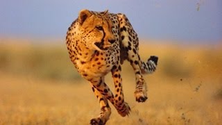 Cheetah fastest on earth الفهد الصياد اسرع حيوان على وجه الأرض 1 [upl. by Eeresed]