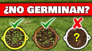 6 ERRORES FATALES ¿ Porqué NO GERMINAN tus SEMILLAS o BROTES   Cómo Germinar desde Semilla [upl. by Audwin]