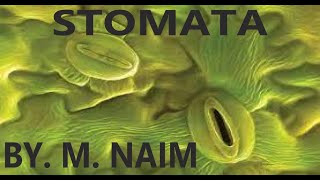 Stomata Opening amp Closing  Plants  Biology 9th  Chapter 8 Nutrition [upl. by Nyrehtak]