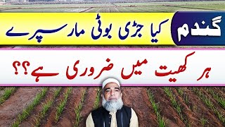 Is Herbicide necessary in every wheat field  Crop Reformer [upl. by Alahs]