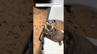 A couple found an orphaned otter and then brought it home animalshorts shortvideo otter [upl. by Aidni]