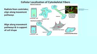 3222 Microtubules Microfilaments and Intermediate Filaments in Cells [upl. by Brink]