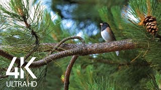 Bird Songs  8 HOURS of Birds Singing in the Forest  Nature Relaxation Video in 4K Ultra HD [upl. by Blader]