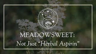 Meadowsweet Not Just “Herbal Aspirin” [upl. by Lladnar]