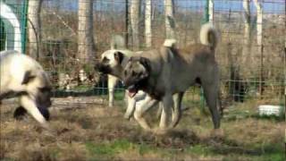 Kangal Turkish Kangal BETO  PAŞA KIZI FULAS  HAYDUT KIZI HAYDO [upl. by Oloapnaig475]