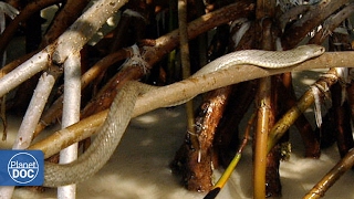 Life in the Mangrove Forest of cuba [upl. by Arais]