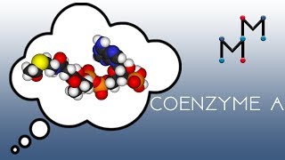 Coenzyme A Chemistry [upl. by Yrocal397]