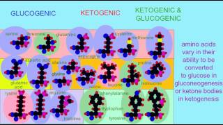 AMINO ACIDS IN GLUCONEOGENESIS AND KETOGENESIS [upl. by Ihcas]