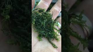 How to grow liverwort Chiloscyphus polyanthos St Winifrid’s MossPale Liverwort [upl. by Liauqram161]