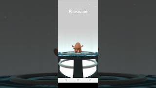 swinub Pokemon evolve into mamoswine in Pokemon gopokemongo viral shorts [upl. by Annahahs]