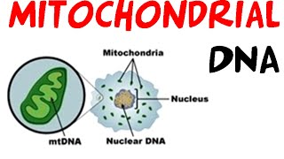 Mitochondrial DNA [upl. by Aerdnna188]