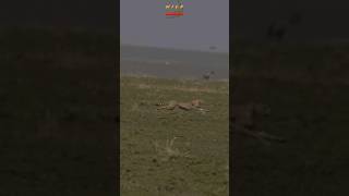 Cheetah Running At Full Speed After Baby Gazelle wildlife shortsafrica cheetahhunt gazelle [upl. by Amisoc]