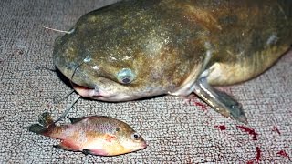 How to catch catfish with bluegill  fishing for catfish with bluegill [upl. by Beauregard731]