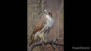 red tailed hawk sound effects [upl. by Os673]