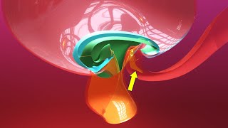 Allantois formation  Embryonic folding 3D overview  Animated Embryology  3rd Week [upl. by Evannia]