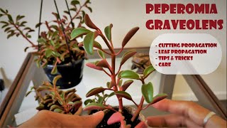 Peperomia Ruby glow Propagtion and care [upl. by Moynahan]