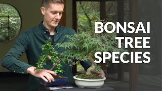 Bonsai tree species [upl. by Isbella889]