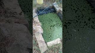 SMALL AZOLLA POND INTERGRATED WITH FISH agriculture farming [upl. by Ydissahc]