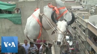 Cattle are Lifted by Crane from Rooftop in Karachi Pakistan for Eid [upl. by Carri]