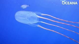 BOX JELLYFISH Little but lethal  Oceana [upl. by Knowle961]