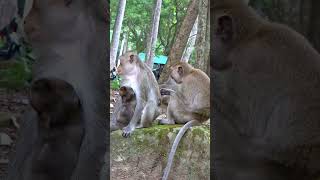 180 shorts shortvideo short monkey animal wildlife monkeylove viralvideo viralshort [upl. by Tzong]