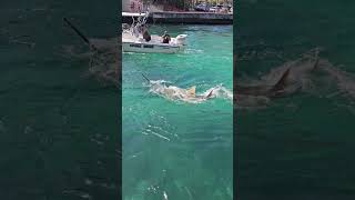 Endangered massive saw fish gets close to a boat in the Boynton inlet in Florida [upl. by Ettenajna436]