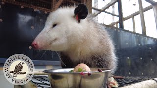 Opossum eats a balanced meal [upl. by Inna]