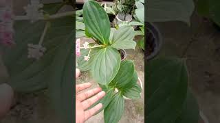 medinilla myrantha plant care for n hindi [upl. by Alfeus]