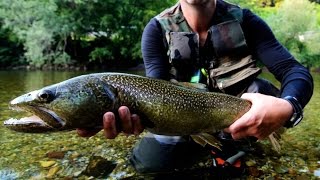 Marmorata Marble Trouts  Sight Fishing  Slovenia 2013 [upl. by Gnuhc]