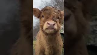 Cow Baby highlights viral trendingshorts jcbvideos cowvideos [upl. by Elocyn28]