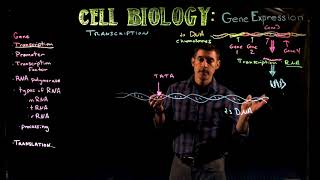 Gene Expression Transcription [upl. by Sculley]