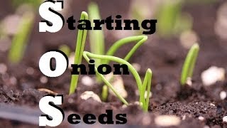 How to Start Onions Indoors  Growing from seed [upl. by Nirahs]